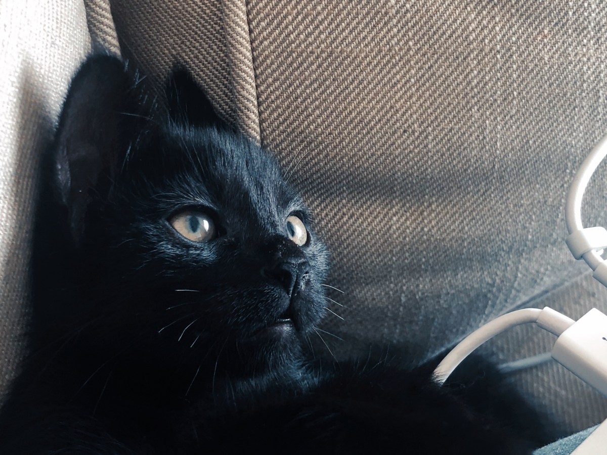 Voyager avec un&nbsp;chat