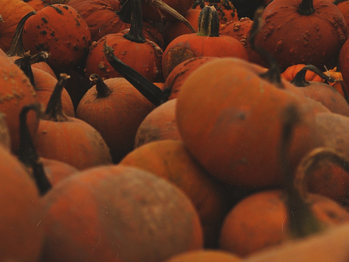 Confinement – Que faire au canada (nouveaux&nbsp;arrivants)?